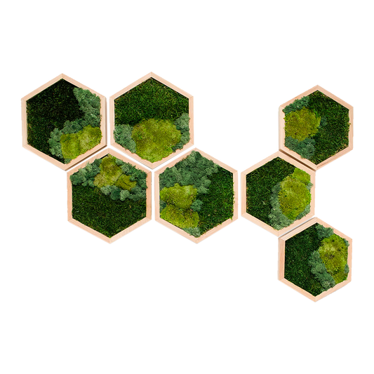 Honeycomb Tri Mix Moss Wall Art with LED Light 7pcs