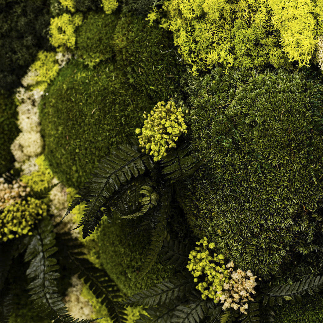 Preserved Mix Moss Wall Art with LED Light
