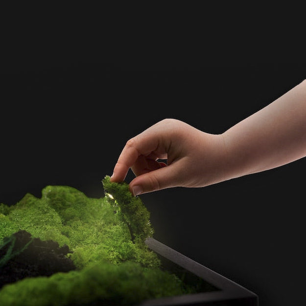 Moss + Foliage Wall Art with LED Light