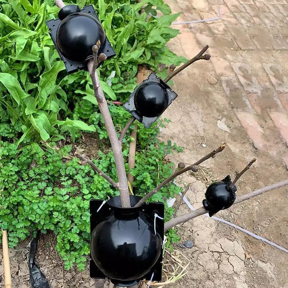 Essential Propagation Balls 10pcs