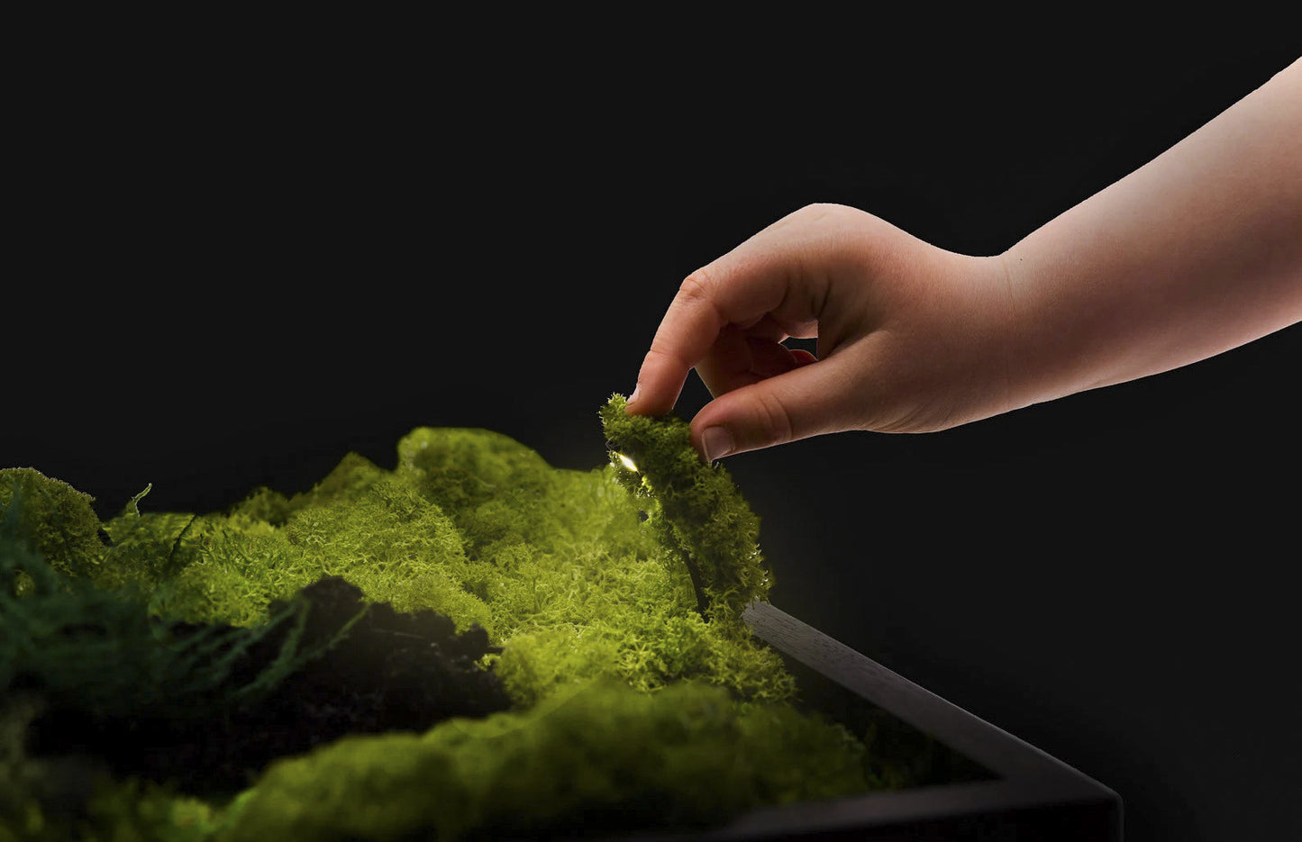 Fern Moss Wall Art with LED Frame Lighting - Bright America LLC