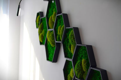 Hexagon Harmony Moss Wall Art