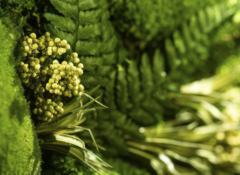 Fern Moss Wall Art with LED Frame Lighting - Bright America LLC