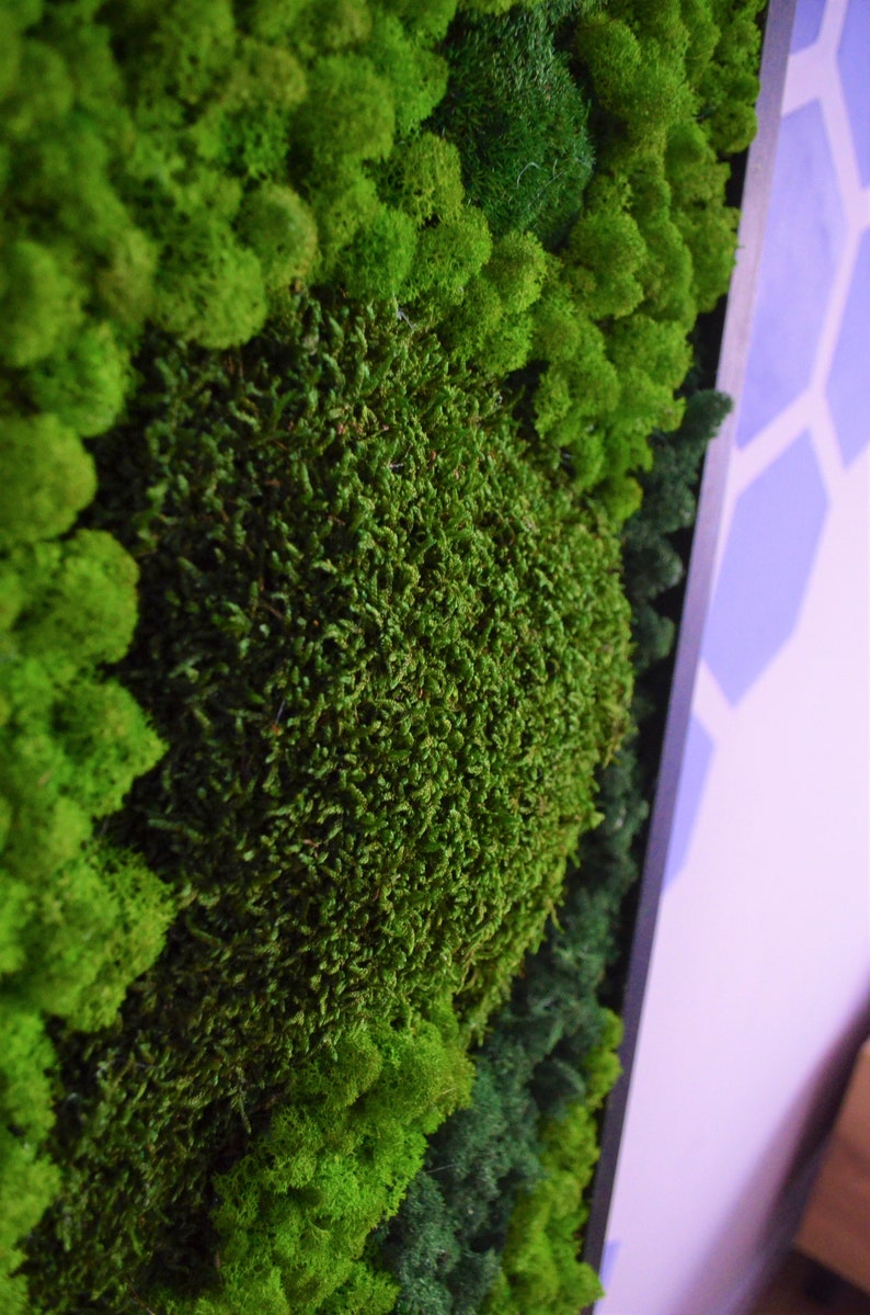 Dark Green Moss Wall Art - Bright America LLC