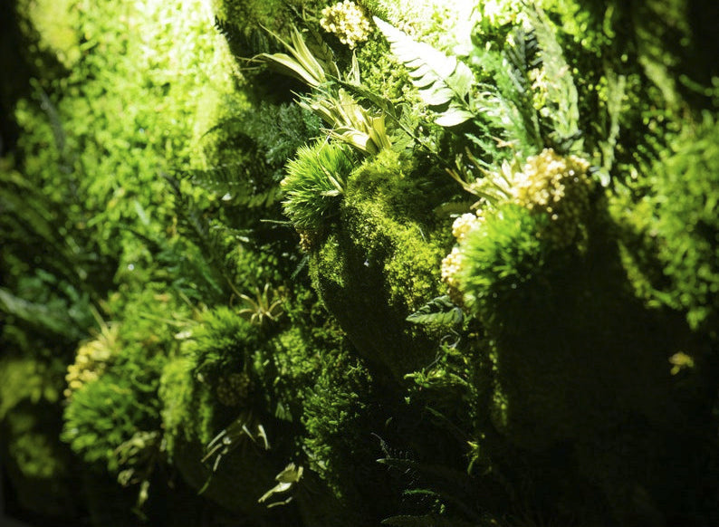 Fern Moss Wall Art with LED Frame Lighting - Bright America LLC