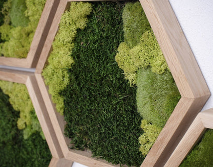 Honeycomb Tri Mix Moss Wall Art with LED Light 7pcs