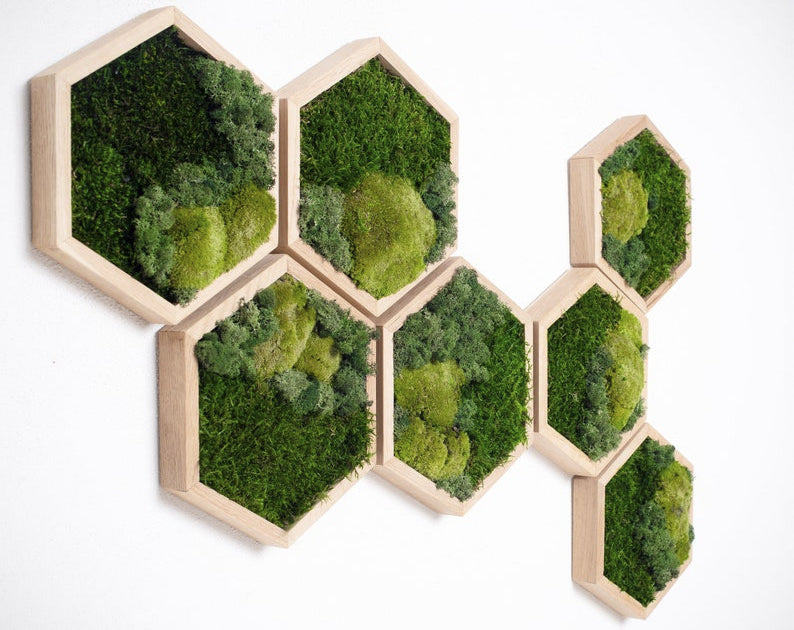 Honeycomb Tri Mix Moss Wall Art with LED Light 7pcs